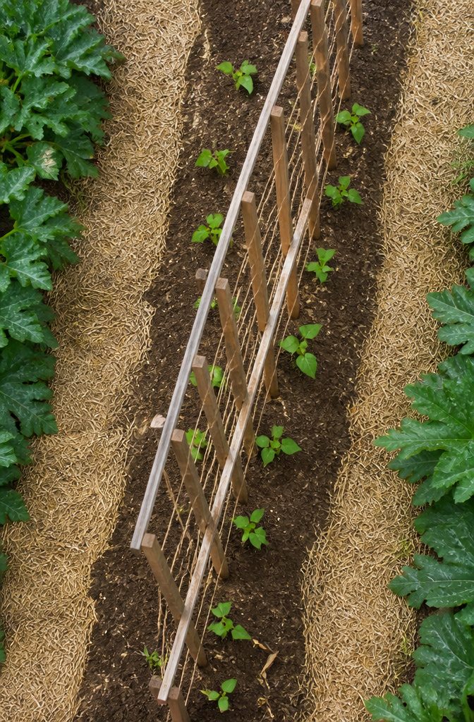 Pole Bean Support Ideas: Stakes, Frames, Panels and More 10 Pole beans planted with proper spacing around support poles.