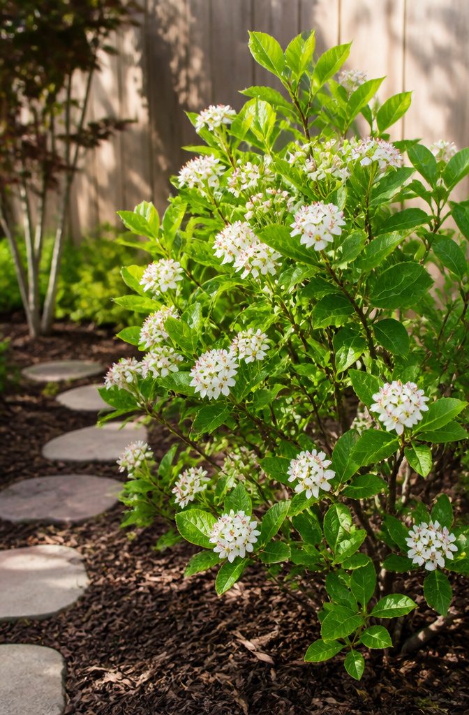 Shrubs for Pollinators: Bees, Butterflies and Beyond 21 Black chokeberry shrub with clusters of white flowers in spring.