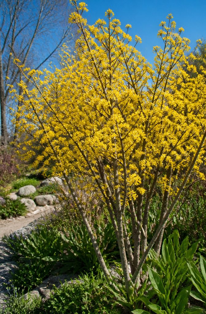Shrubs for Pollinators: Bees, Butterflies and Beyond 28 Cornelian cherry shrub with yellow flower umbels in bloom.