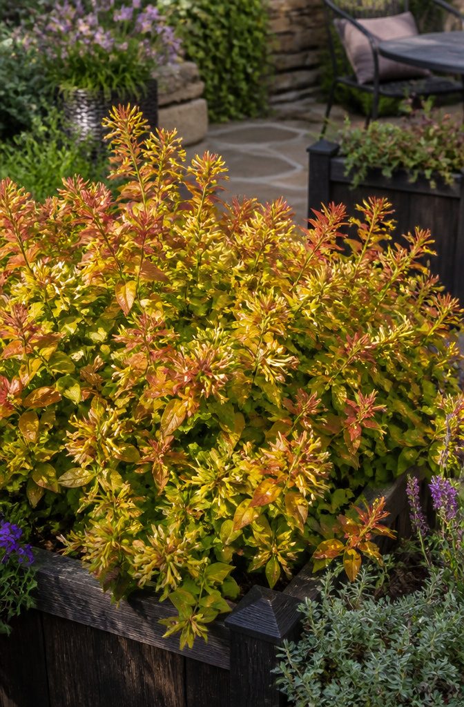 Shrubs for Pollinators: Bees, Butterflies and Beyond 3 Funshine® Abelia shrub with tubular flowers in a garden setting.