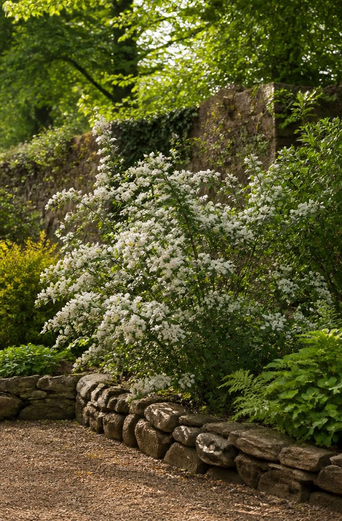 Shrubs for Pollinators: Bees, Butterflies and Beyond 26 Hawthorn shrub with clusters of white flowers in bloom.