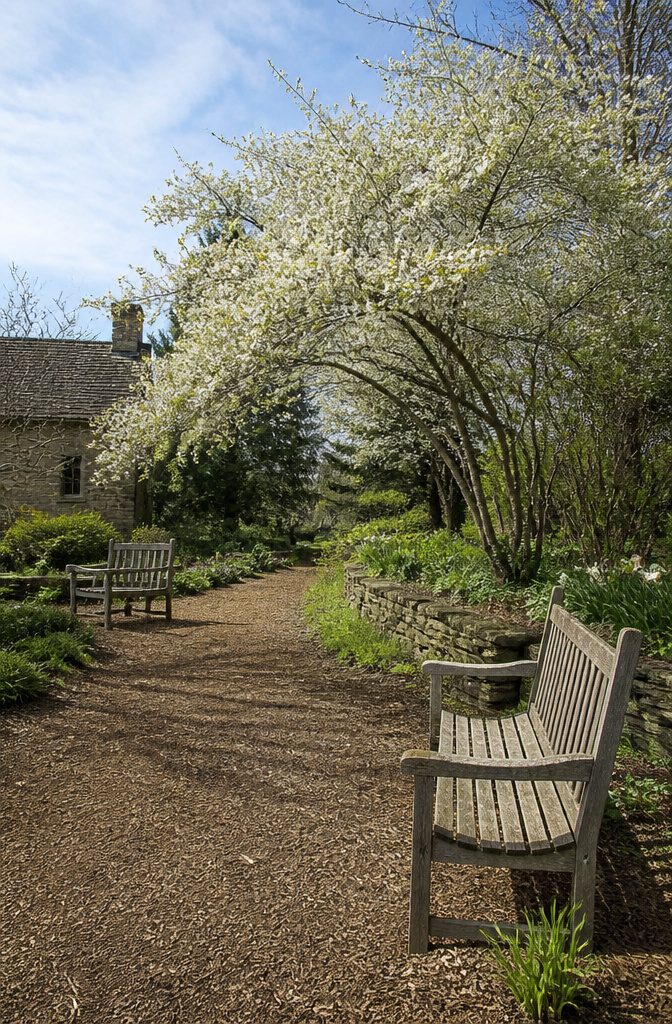 Shrubs for Pollinators: Bees, Butterflies and Beyond 19 Serviceberry shrub with white blossoms and green foliage.