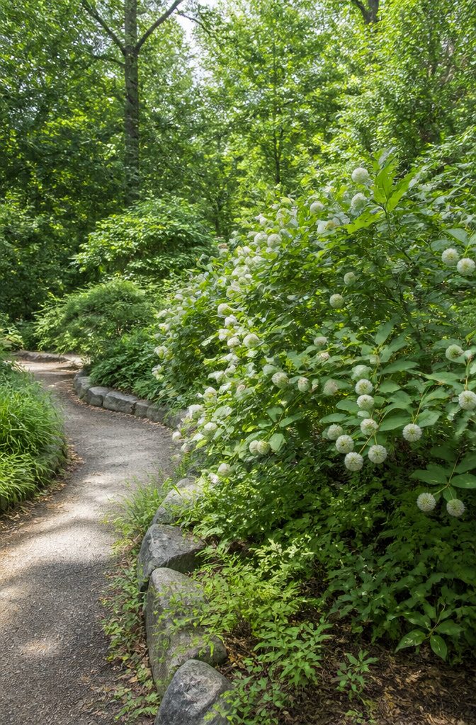 Shrubs for Pollinators: Bees, Butterflies and Beyond 1 Buttonbush flowering in Virginia, surrounded by lush greenery.