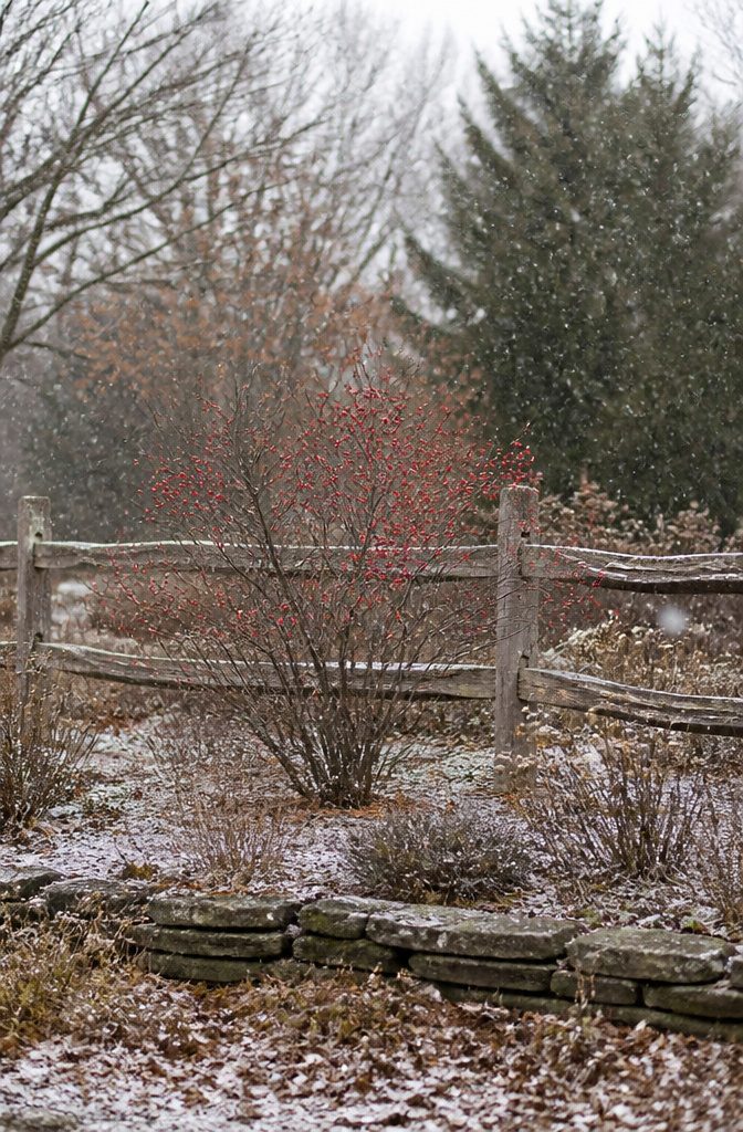 Shrubs for Pollinators: Bees, Butterflies and Beyond 15 Winterberry shrub with green flowers and bright red berries.