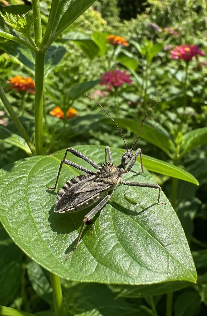 Surprising Facts About Garden-Friendly Bugs and the Plants That Lure Them 10 A gray assassin bug resting on a leaf, ready to strike.