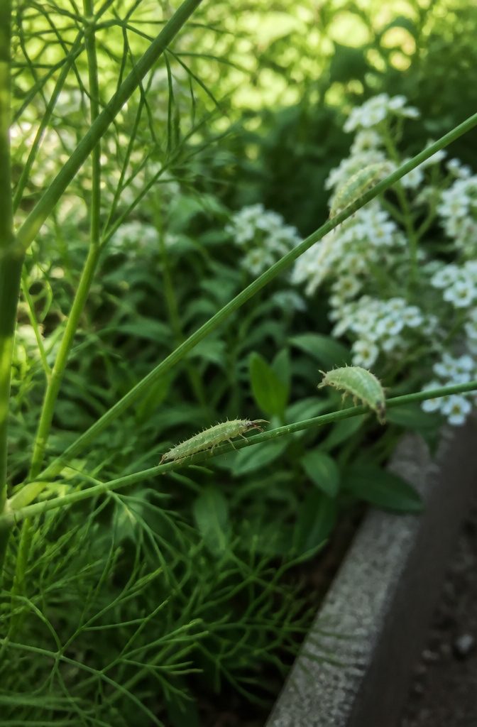 Surprising Facts About Garden-Friendly Bugs and the Plants That Lure Them 2 Delicate green lacewing larvae on thin stalks of green leaves.