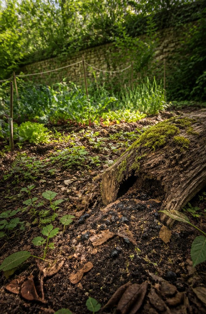 Surprising Facts About Garden-Friendly Bugs and the Plants That Lure Them 6 A ground beetle on the soil surface among leaves.