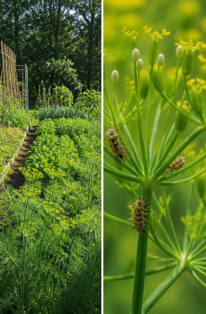 Surprising Facts About Garden-Friendly Bugs and the Plants That Lure Them 13 A lacewing larva on a plant, showcasing its distinct appearance.