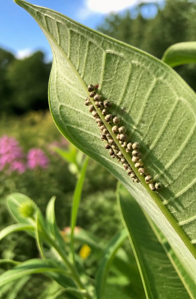 Surprising Facts About Garden-Friendly Bugs and the Plants That Lure Them 7 A cluster of aphid mummies on the underside of a milkweed leaf.