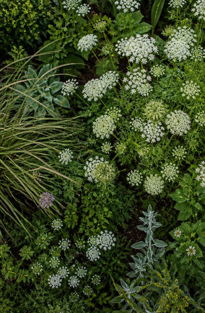 Surprising Facts About Garden-Friendly Bugs and the Plants That Lure Them 14 Umbel-shaped flowers attracting beneficial insects in a garden.