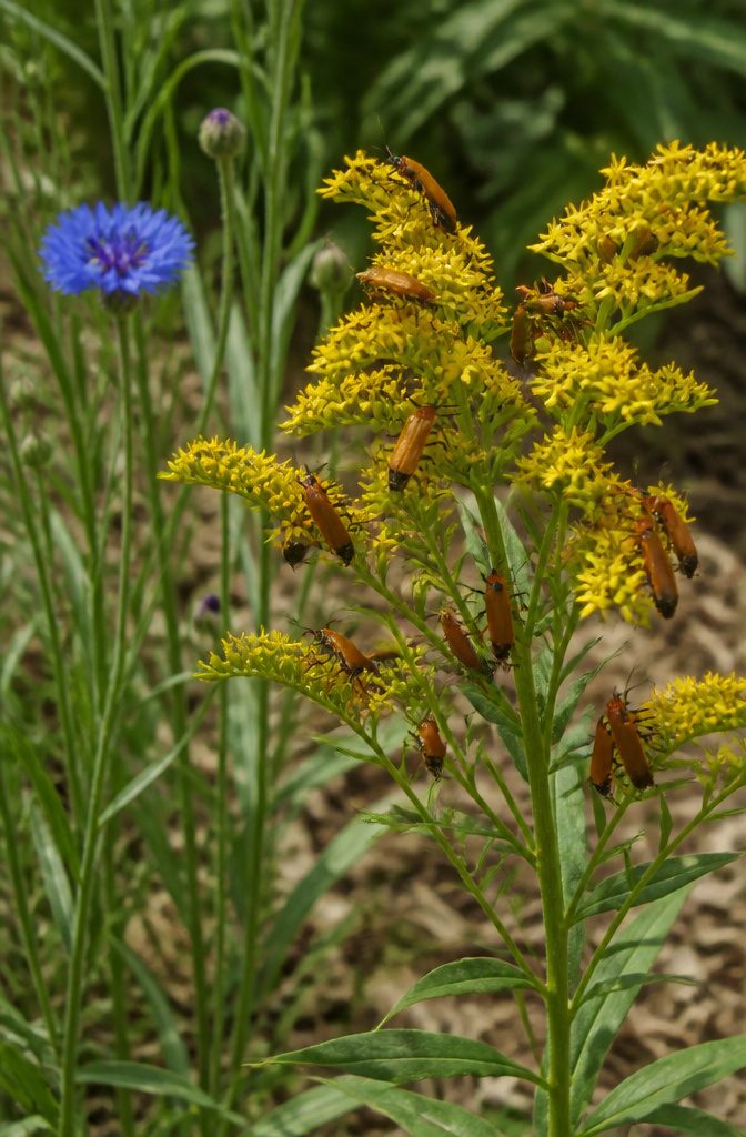 Surprising Facts About Garden-Friendly Bugs and the Plants That Lure Them 5 A cluster of soldier beetles on vibrant goldenrod flowers.