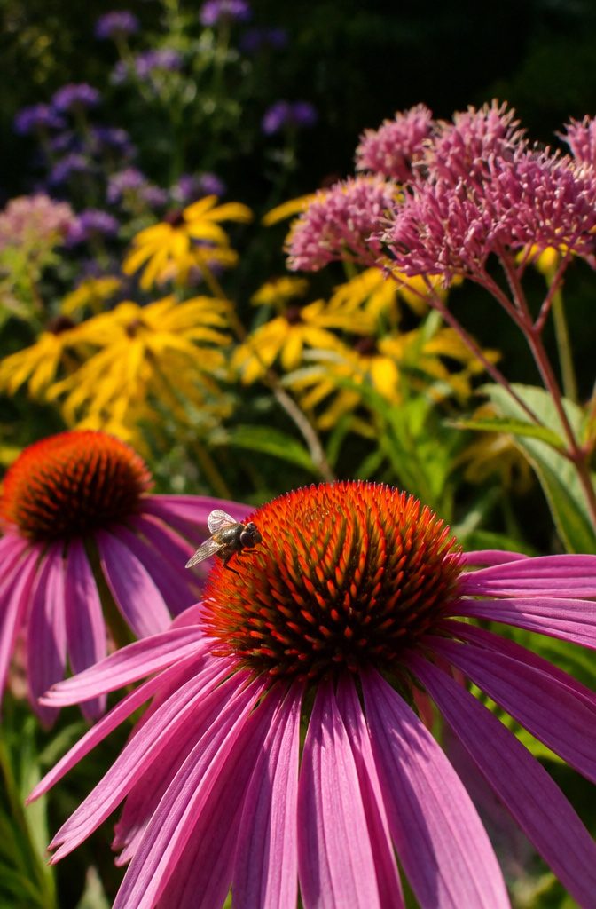 Surprising Facts About Garden-Friendly Bugs and the Plants That Lure Them 9 A tachinid fly hovering among colorful garden flowers.