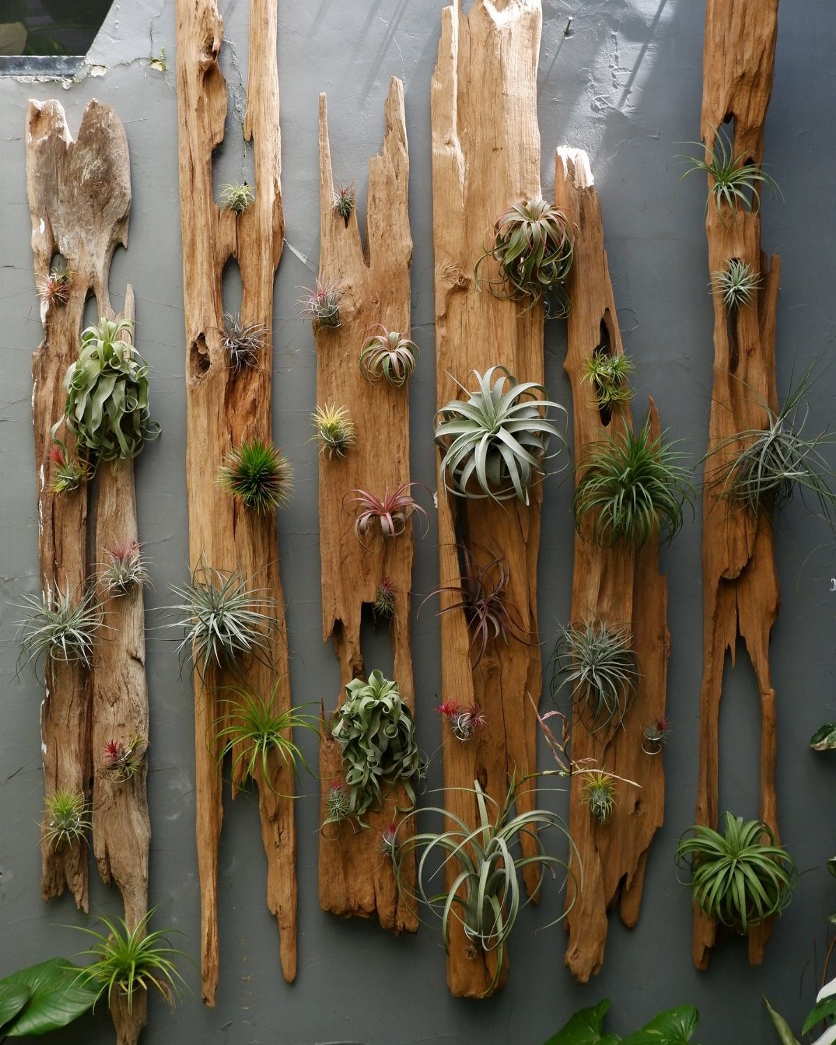 10 of the Coolest Houseplants for Your Space 8 Air plants attached to vertical driftwood planks against a grey wall.