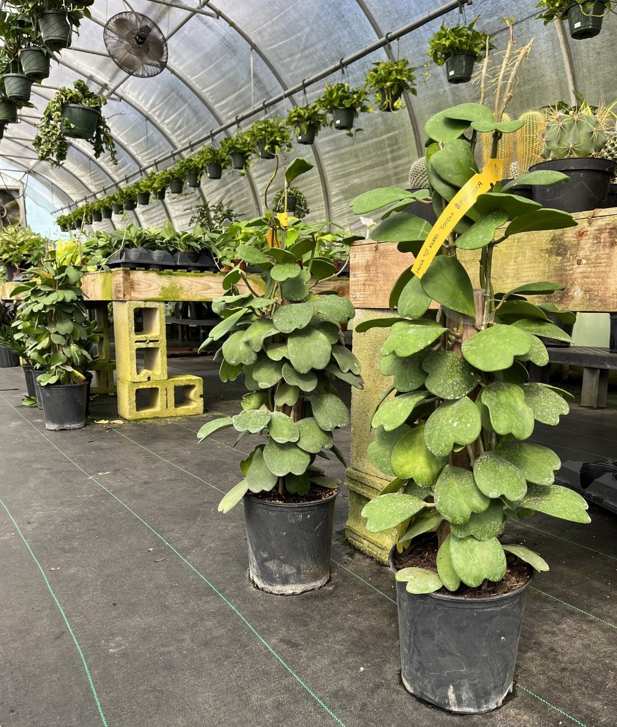 10 of the Coolest Houseplants for Your Space 3 Two Hoya Heart plants with thick heart-shaped leaves in black plastic pots.