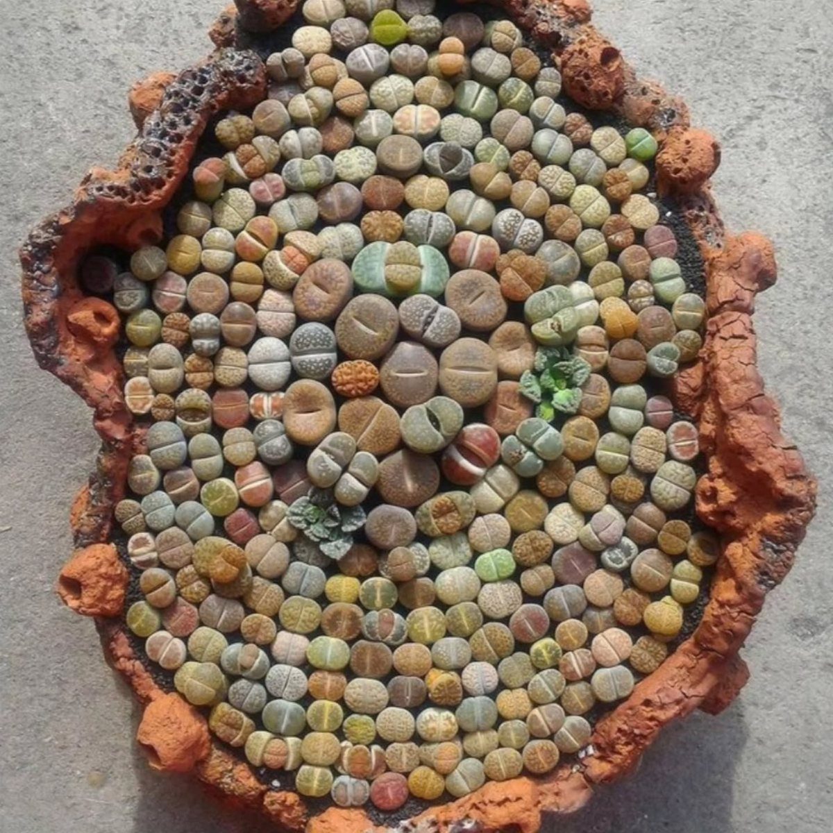 10 of the Coolest Houseplants for Your Space 1 Pebble plants clustered together inside a textured reddish-brown volcanic rock planter.