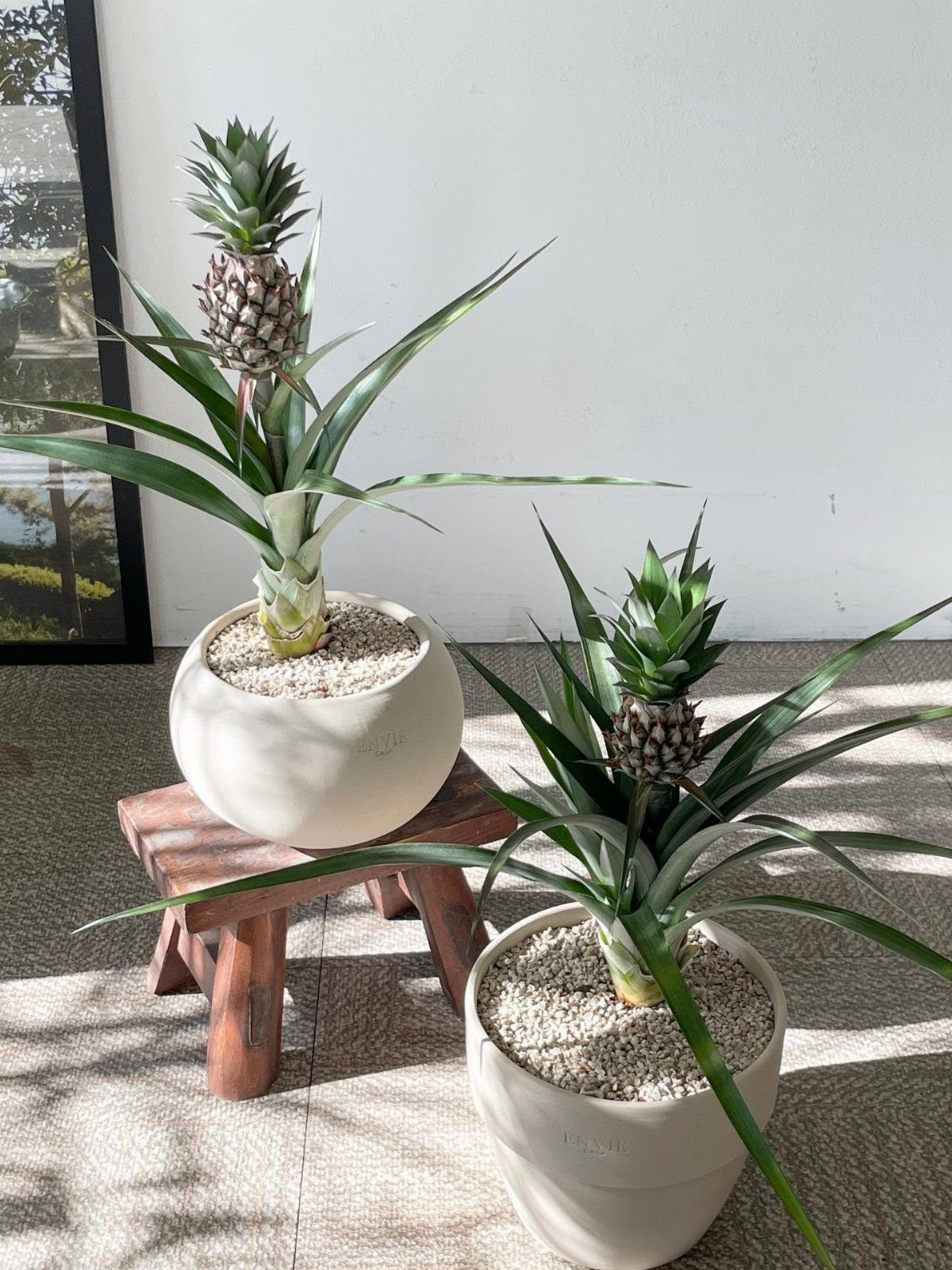 10 of the Coolest Houseplants for Your Space 2 Two small pineapple plants with developing fruits in white pots on a stool.