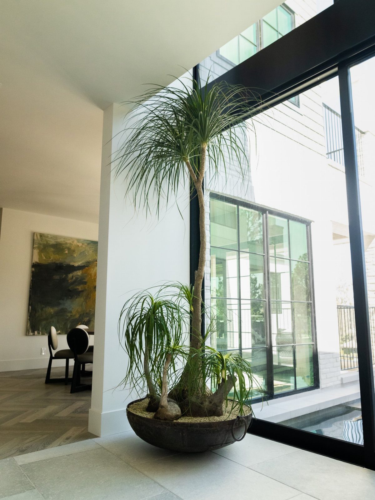 10 of the Coolest Houseplants for Your Space 5 Ponytail palm plant with a thick base in a dark pot by a window