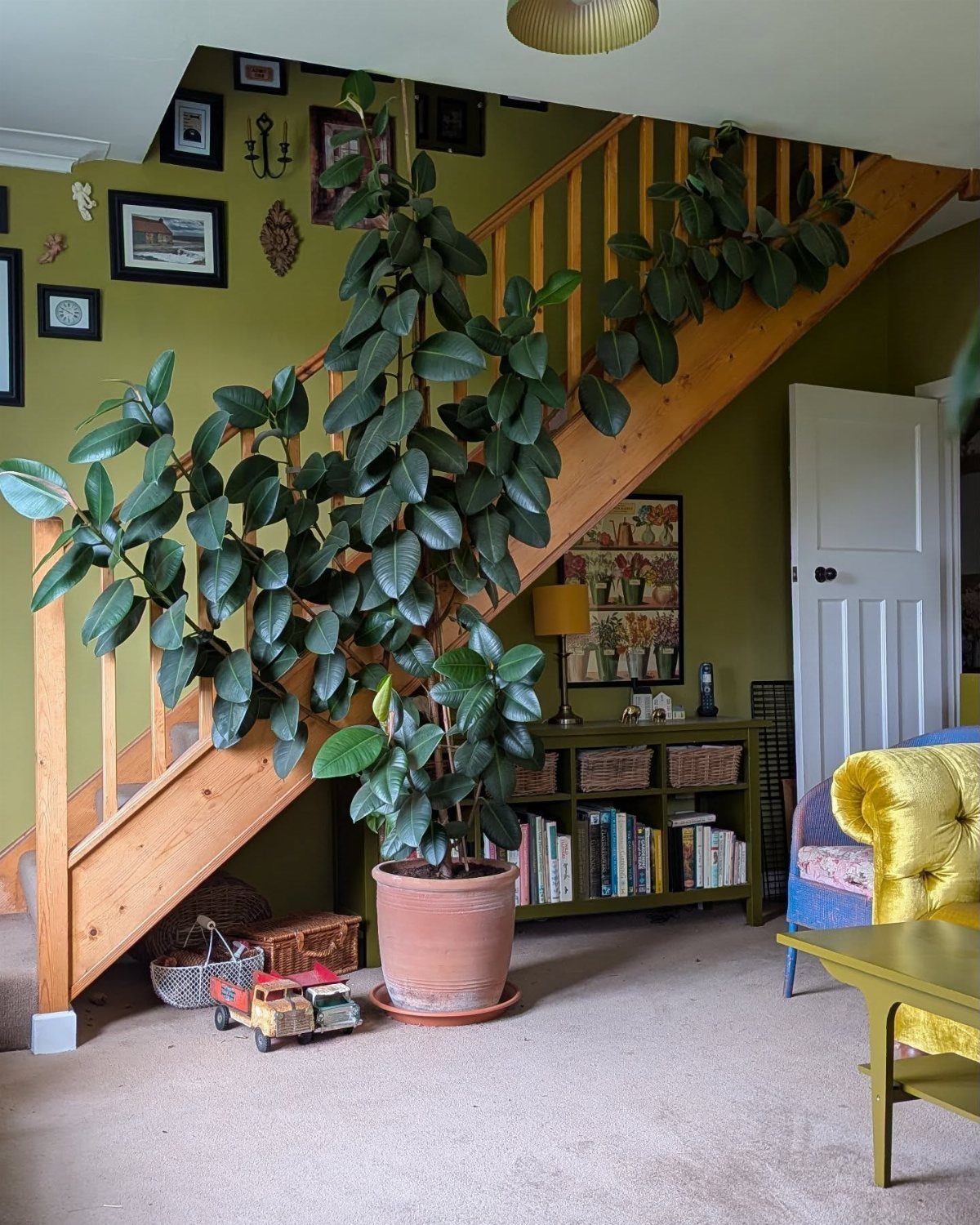 10 of the Coolest Houseplants for Your Space 6 Large rubber tree with glossy green leaves in a terracotta pot by wooden stairs.