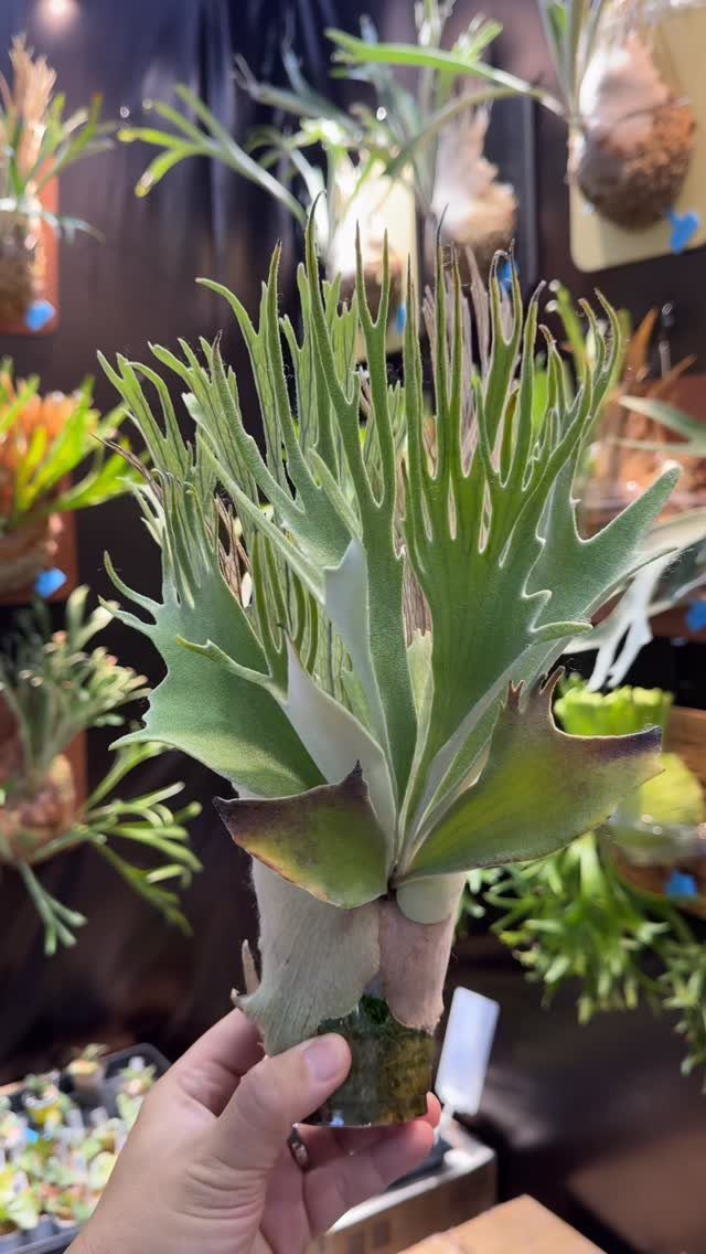 10 of the Coolest Houseplants for Your Space 4 Staghorn Fern with green antler-like fronds held in a person's hand.