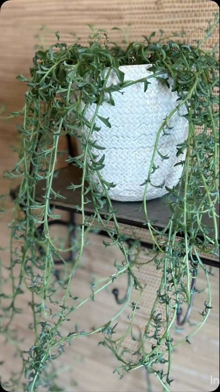 10 of the Coolest Houseplants for Your Space 9 String of Dolphins succulent with trailing green leaves in a white textured pot.