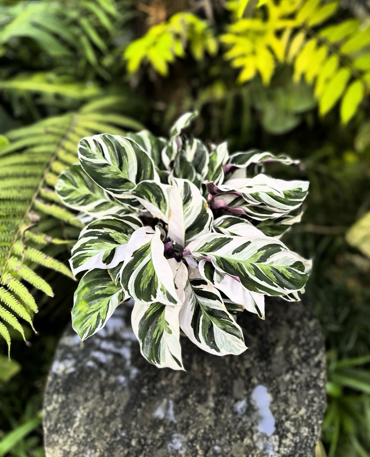 10 of the Coolest Houseplants for Your Space 7 White Fusion Calathea with variegated white and green leaves on a grey stone.