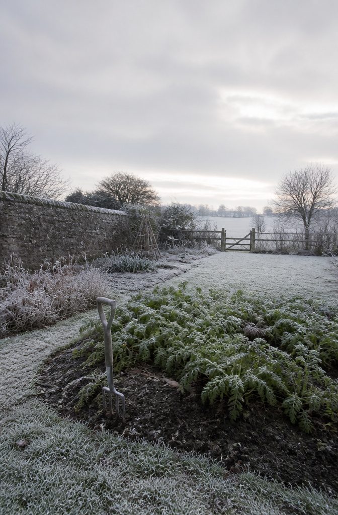 Quick Steps to Winter Carrots: Store Fresh Harvest Through 2026 1 Freshly harvested carrots left in the ground with frost on top.