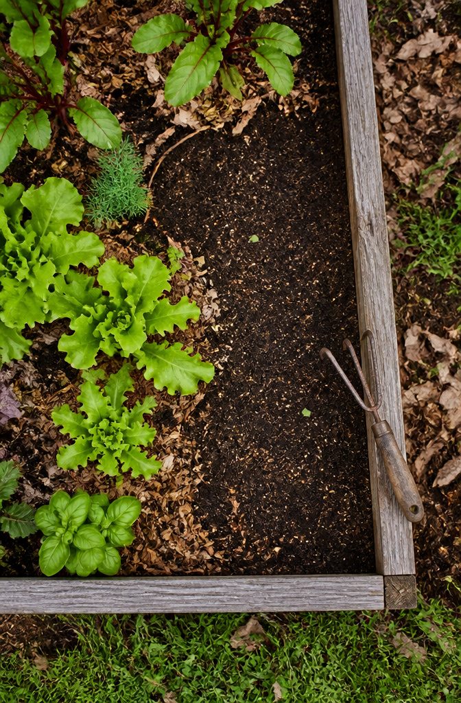 Vegetable Gardening Facts: 7 Essential Methods for Growing Food 6 A hand pulling weeds from a garden bed after rain.
