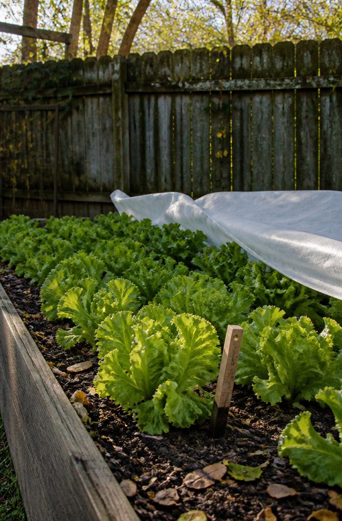 Vegetable Gardening for Fall: What to Plant, When to Start, and How to Protect It 1 Lettuce plants with vibrant leaves in a well-mulched garden bed.