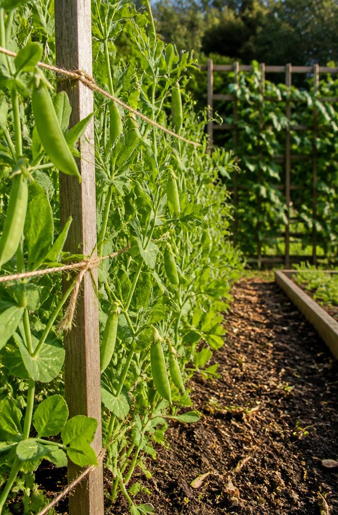Vegetable Gardening for Fall: What to Plant, When to Start, and How to Protect It 16 Pea plants with delicate pods growing in a garden bed.