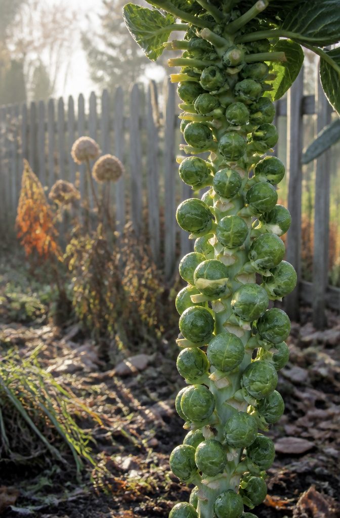 Close-up of a stalk of Brussels sprouts with dew in morning light.