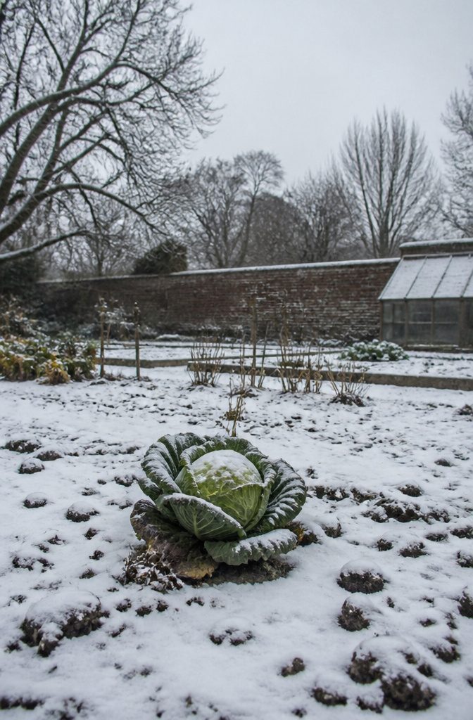 Cabbage heads surrounded by snow in a winter garden.