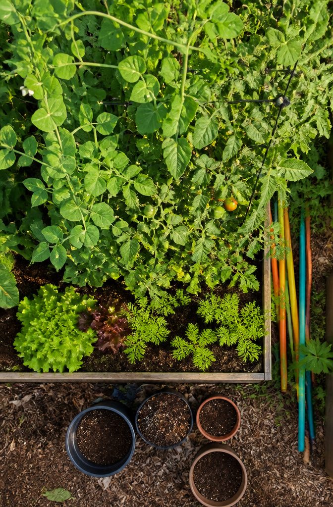Vertical Vegetable Garden: A 2-Part Guide to Building and Planting (2026) 11 Companion Planting Up the Wall