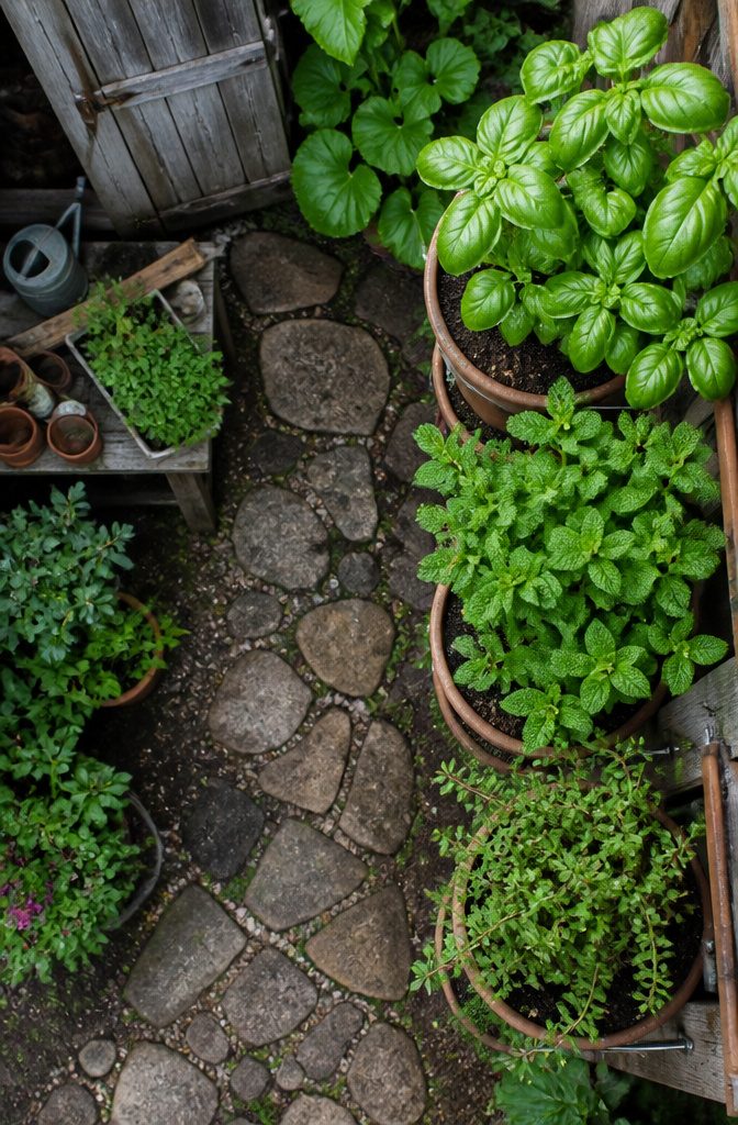 Vertical Vegetable Gardening: A Field Guide to Growing Produce Upward 10 Basil, mint, and thyme growing in a vertical garden setup.