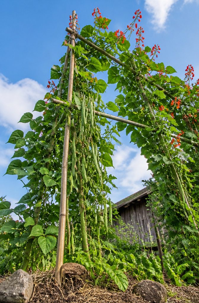 Vertical Vegetable Gardening: A Field Guide to Growing Produce Upward 4 Pole beans and scarlet runner beans growing on a trellis.