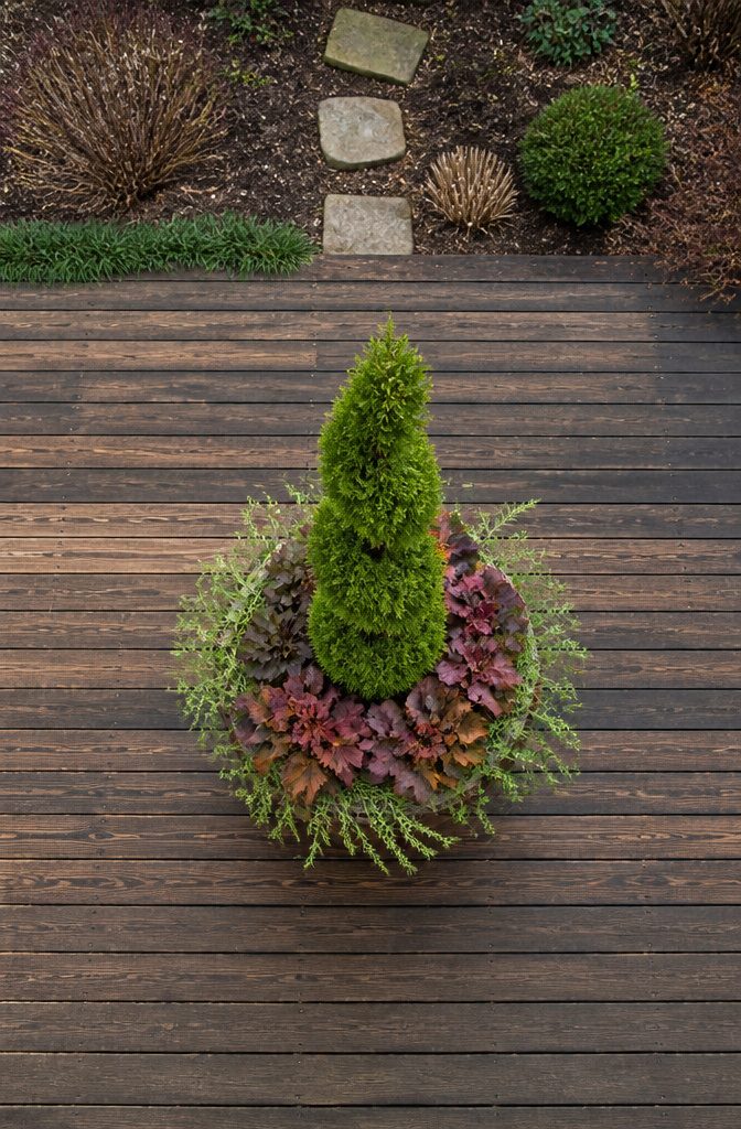 Why Thrillers, Spillers and Fillers Works for Winter Containers 6 A winter container showing the arrangement of plants based on viewing angle.
