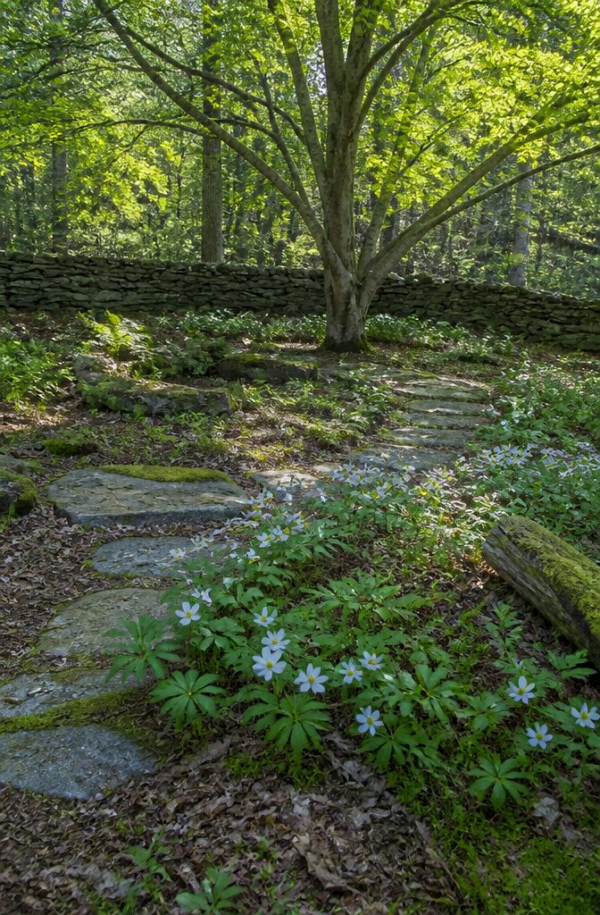 Wildlife Garden Project: 15 Practical Ideas for 2026 15 A patch of spring ephemerals flowering under a tree.