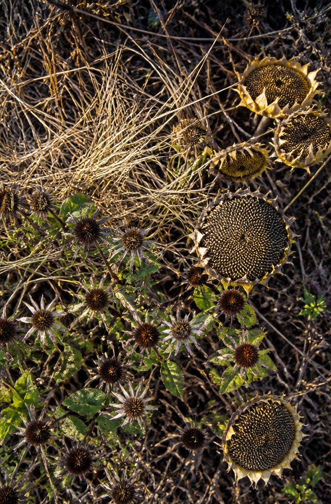 Wildlife Garden Project: 15 Practical Ideas for 2026 8 Seedheads of coneflowers and sunflowers left standing in a winter garden.