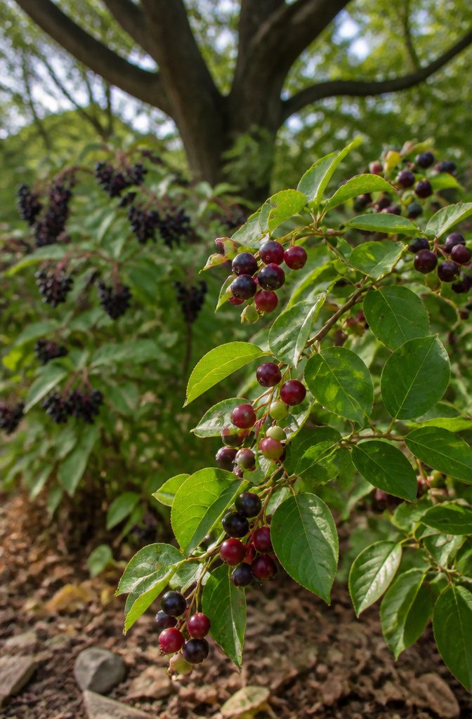 Wildlife Garden Project: 15 Practical Ideas for 2026 9 A variety of berry-producing trees and shrubs in a wildlife garden.