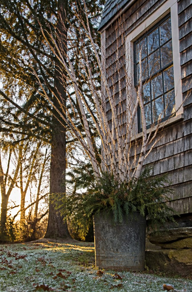 Several birch branches arranged in a container with a textured appearance.