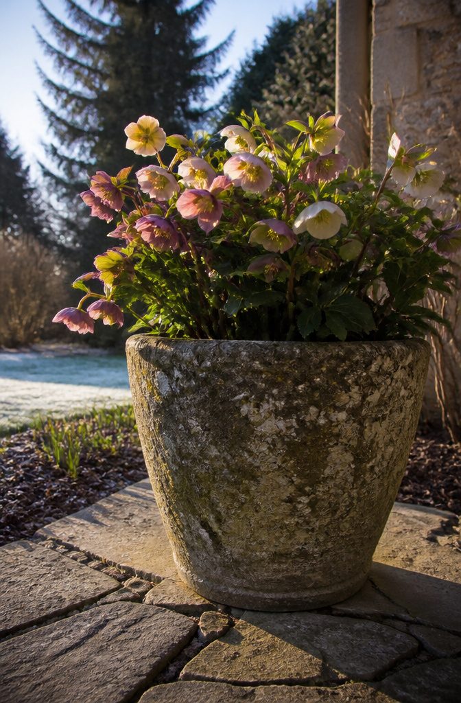 A container with hellebore flowers in various shades of purple and green.
