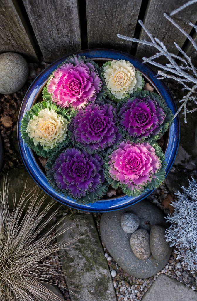 A container filled with ornamental kale showing ruffled colorful leaves.