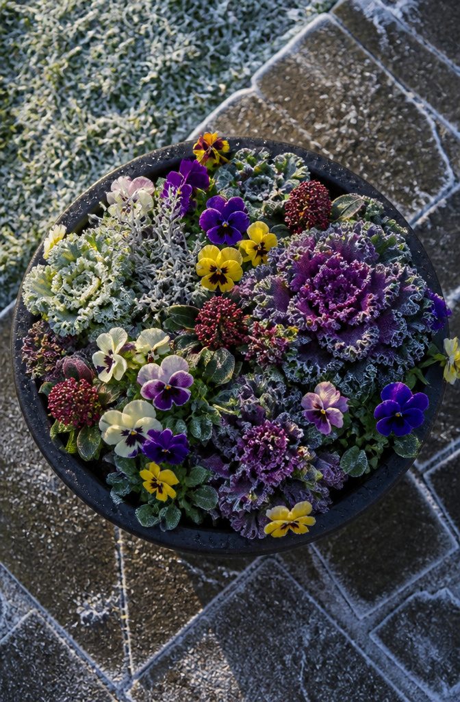 A densely planted winter container to prevent a sparse look.